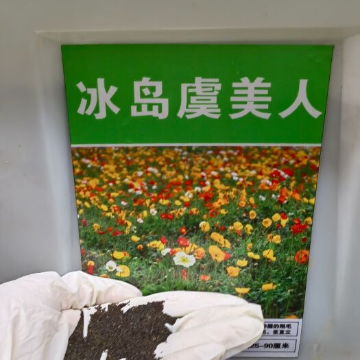 沭阳县虞美人  虞美人种子