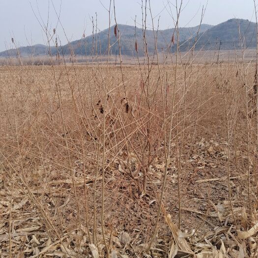 开原市地接金叶榆