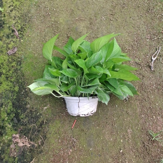 广州绿萝