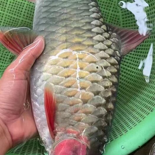 南宁青竹鱼苗，军鱼苗 杂交青竹鱼苗，抗病能力强，产量高，苗场直销