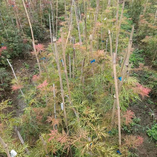 外山羽毛枫 外山小苗 金丝羽毛枫