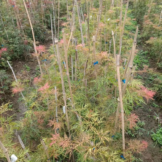 新昌县外山羽毛枫 外山小苗 金丝羽毛枫