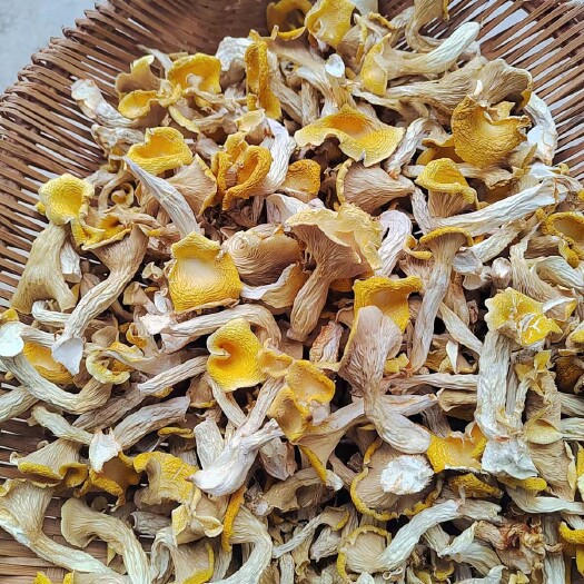 纳雍县榆黄蘑 干品
