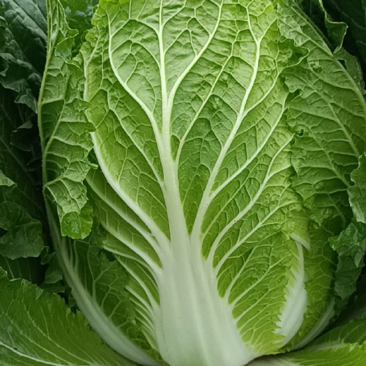 横州市黄心大白菜