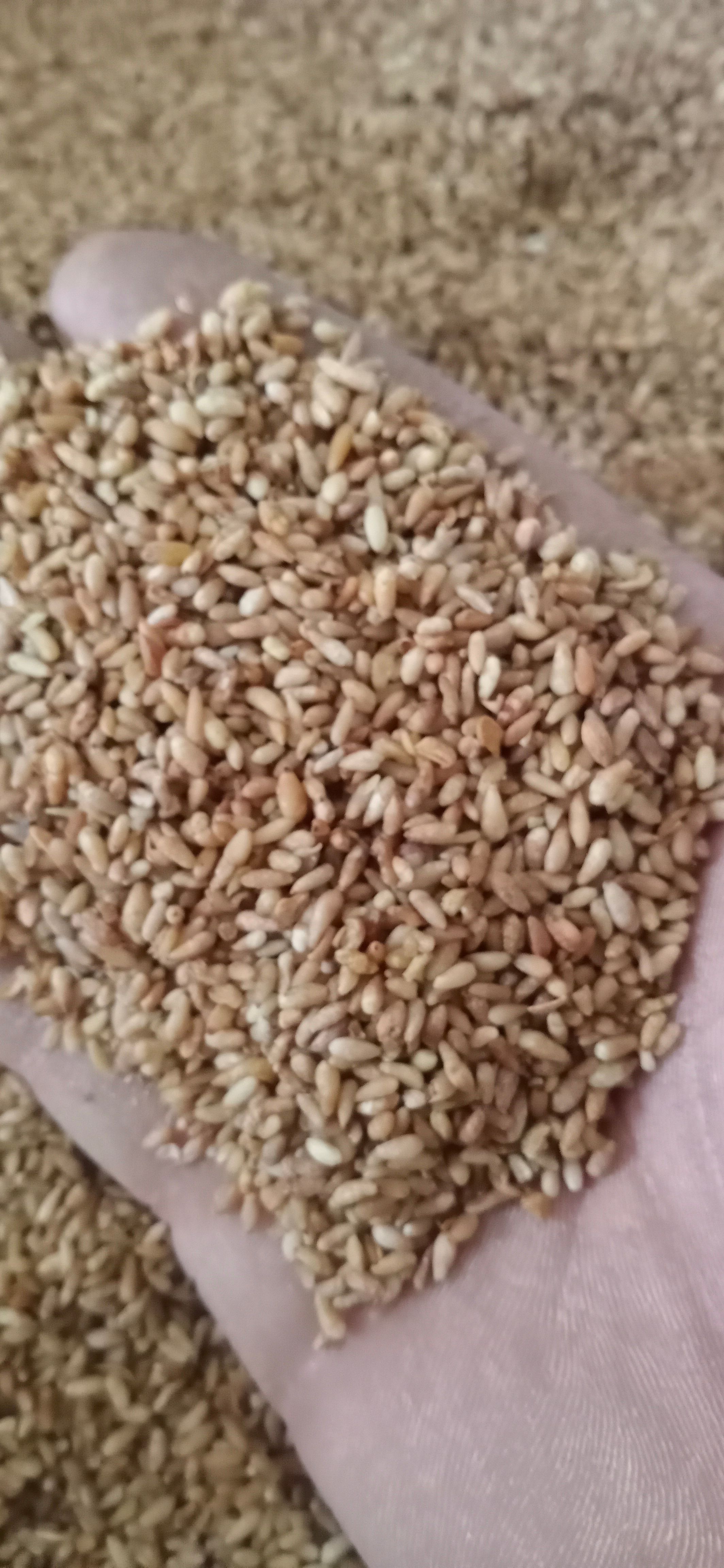 【柏子仁】产地山东一手货源大货供应规格齐全量大优惠。