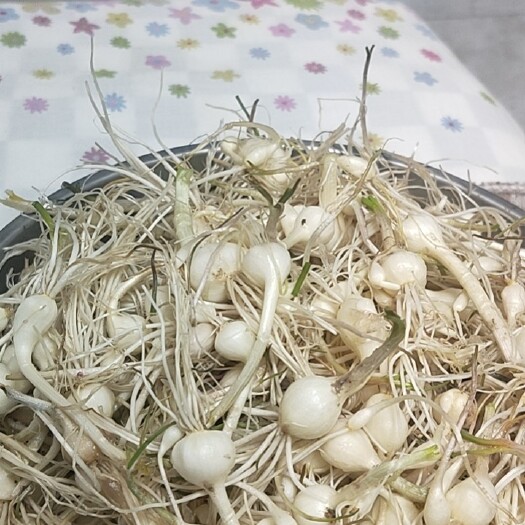 法库县小根蒜有货，需要的联系我吧！精诚合作