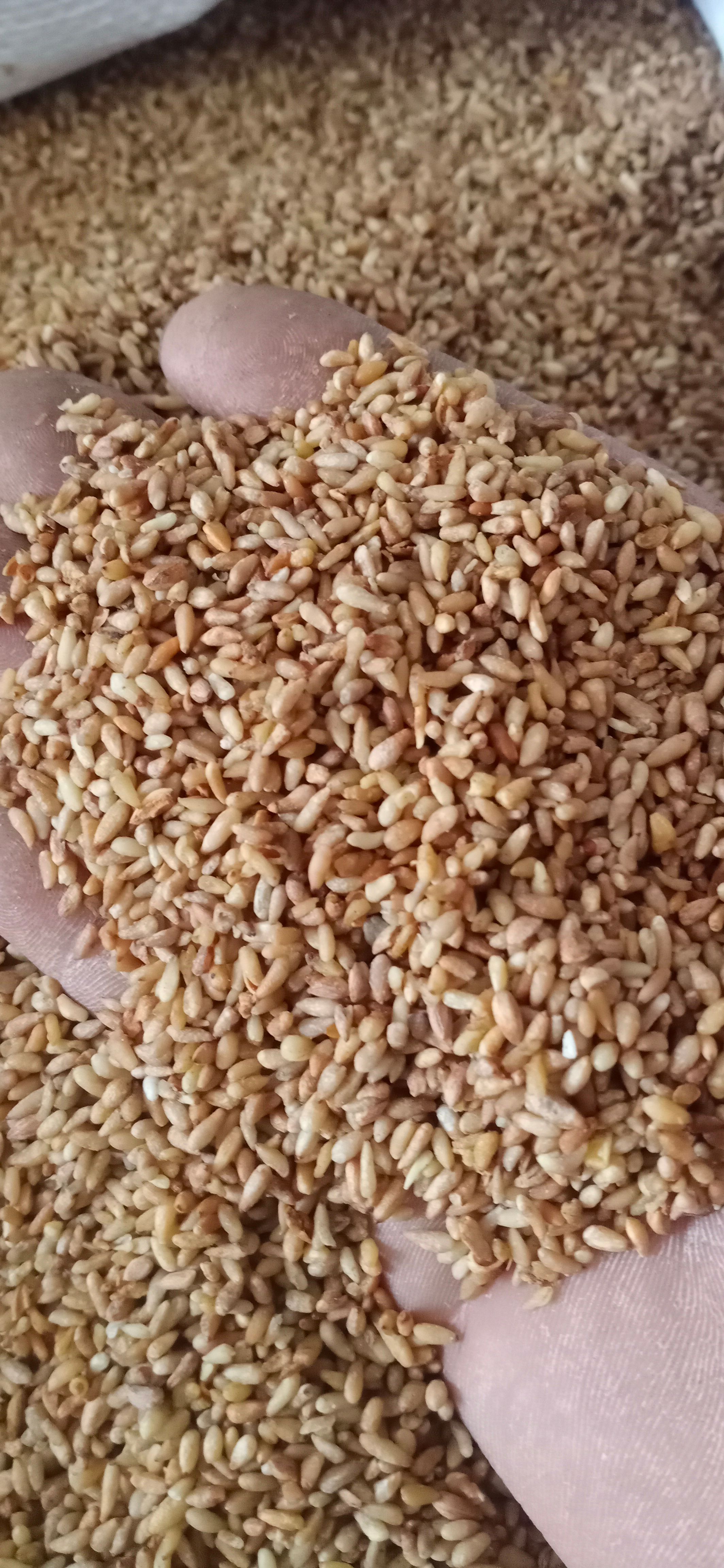 【柏子仁】产地山东一手货源大货供应规格齐全量大优惠。