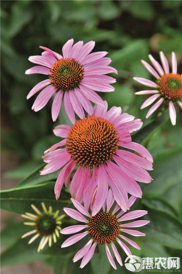 松果菊，松果菊花苗，松果菊杯苗