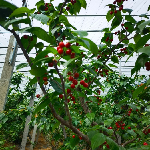 枣庄山东红樱桃