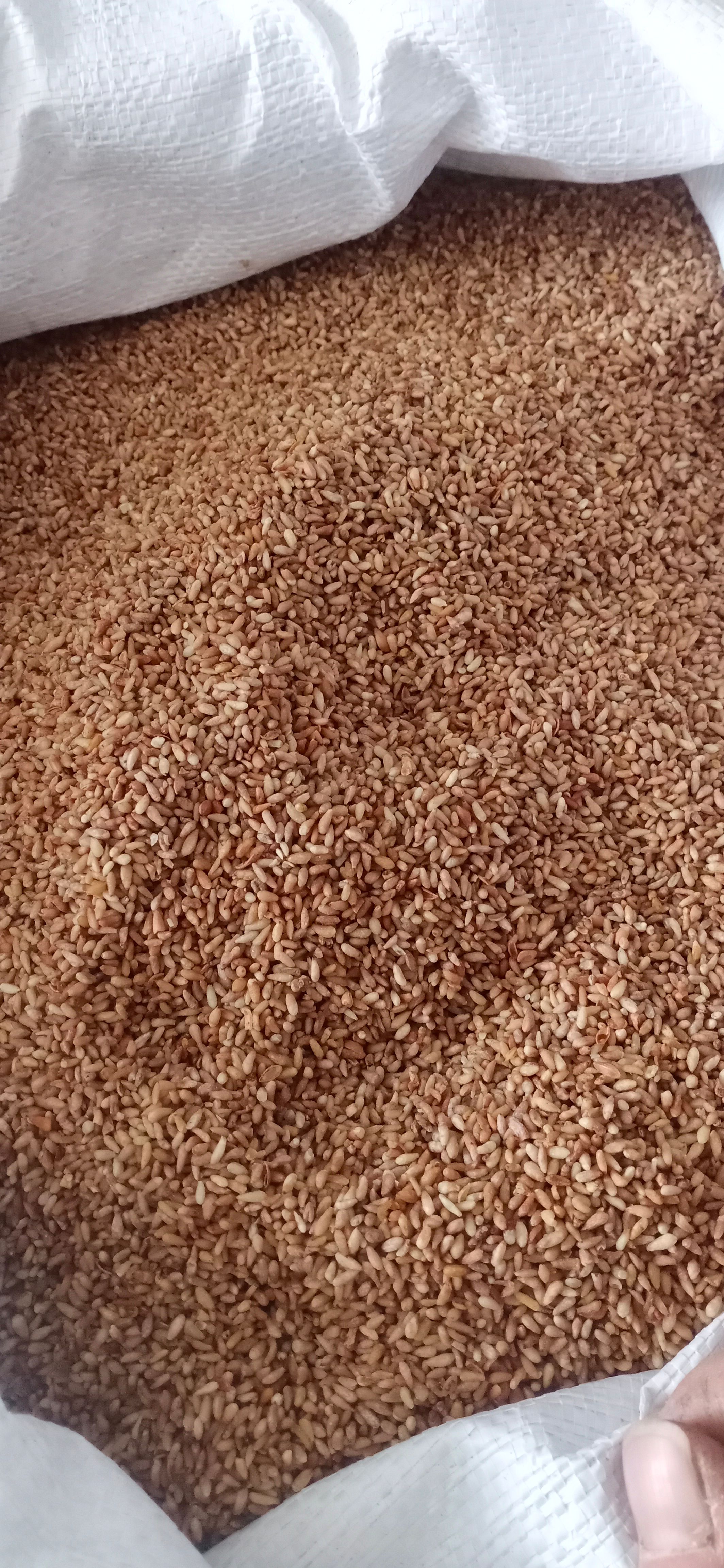 【柏子仁】产地山东一手货源大货供应规格齐全量大优惠。