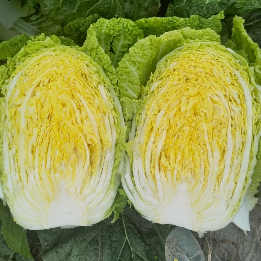 黄心大白菜  规格3-5，4-6斤！矮颗25公分，打包急散装