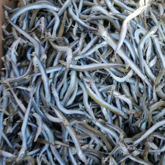 滨州鱼干，渤海湾新鲜银针鱼干