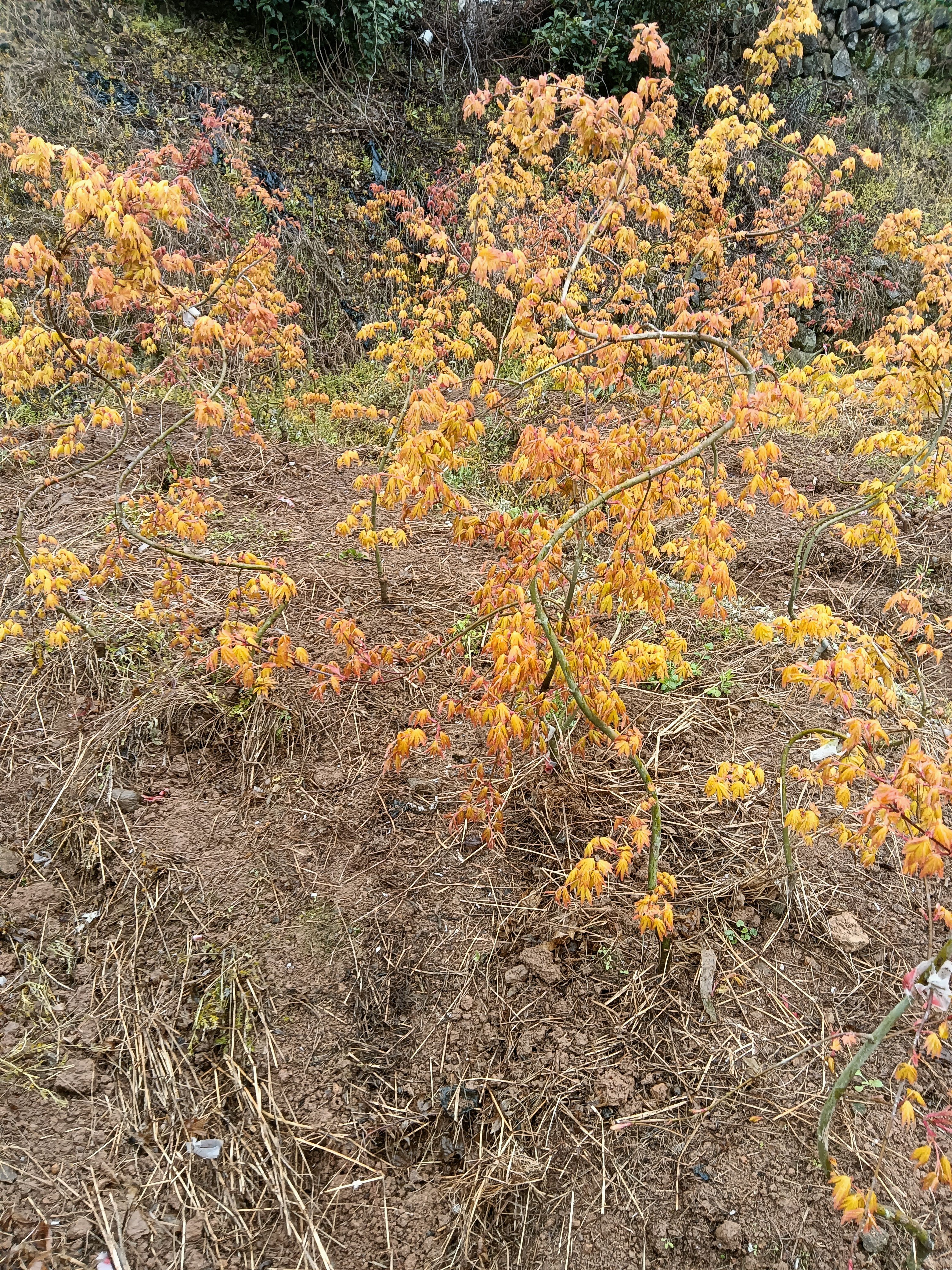 流泉 黄金流泉 流泉枫小苗