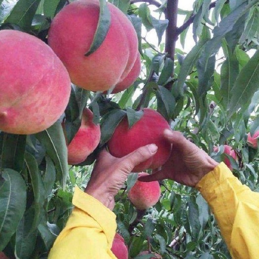 鄱阳县水蜜桃苗 大果型水蜜桃苗