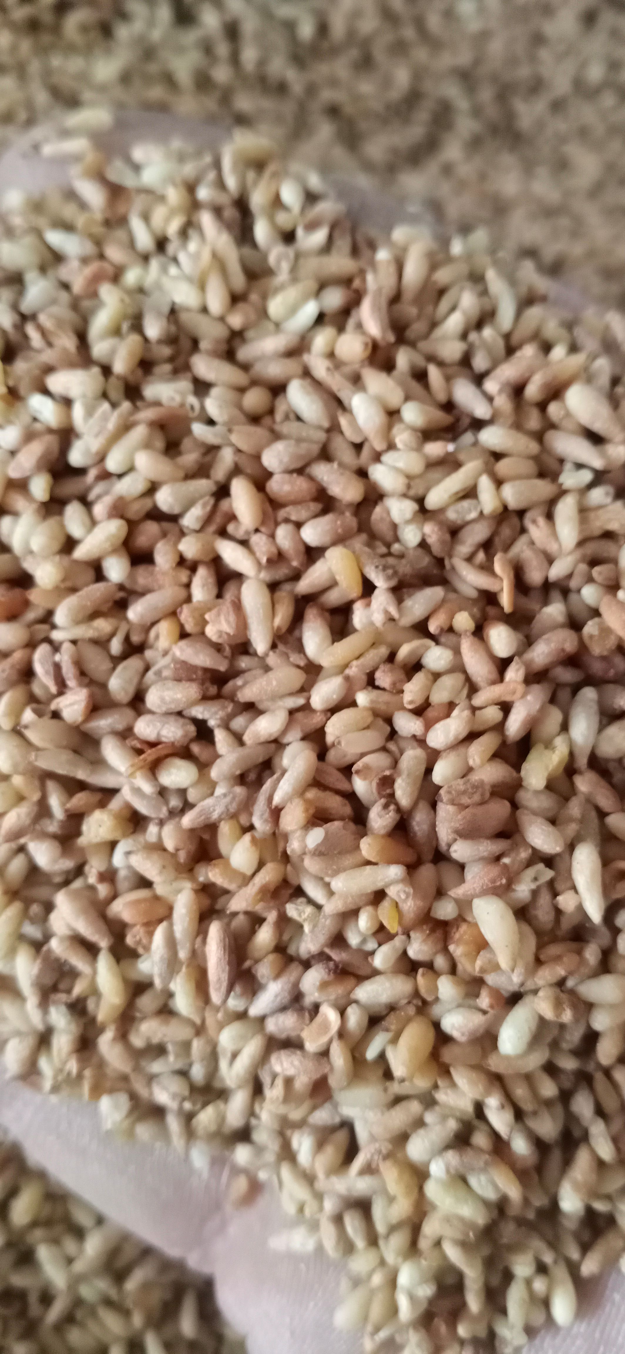 【柏子仁】产地山东一手货源大货供应规格齐全量大优惠。