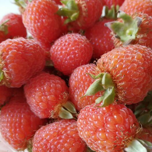 2023种植好项目“红树莓采摘园” 实心红树莓观光采摘园