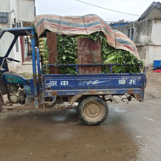 芜湖芜湖莴笋就是青丝