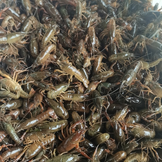 小龙虾苗，种苗