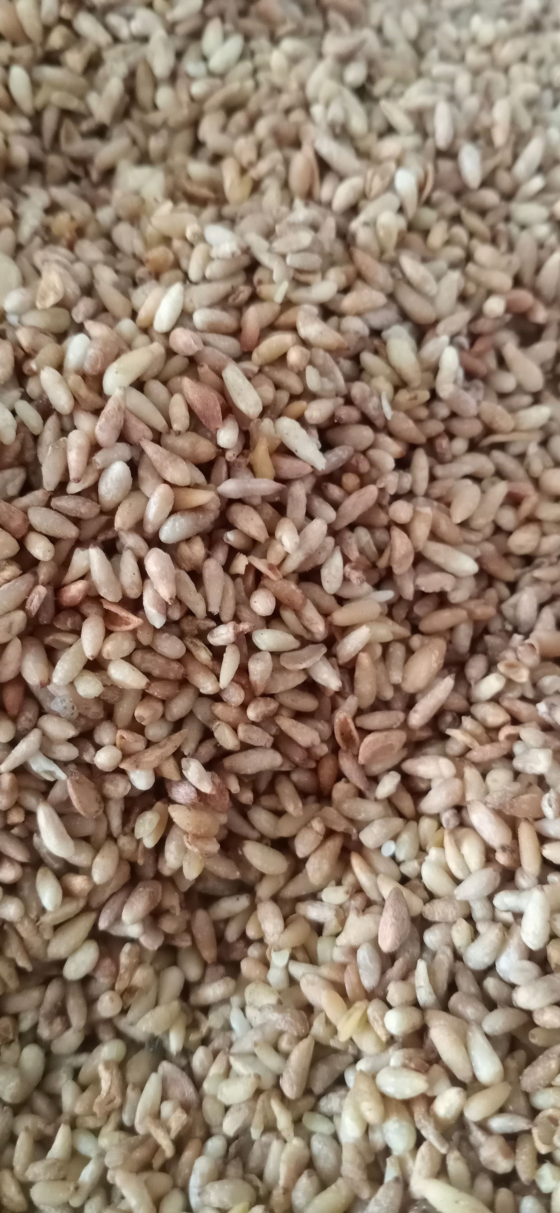 【柏子仁】产地山东一手货源大货供应规格齐全量大优惠。