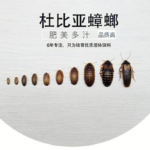 景县杜比亚蟑螂批发