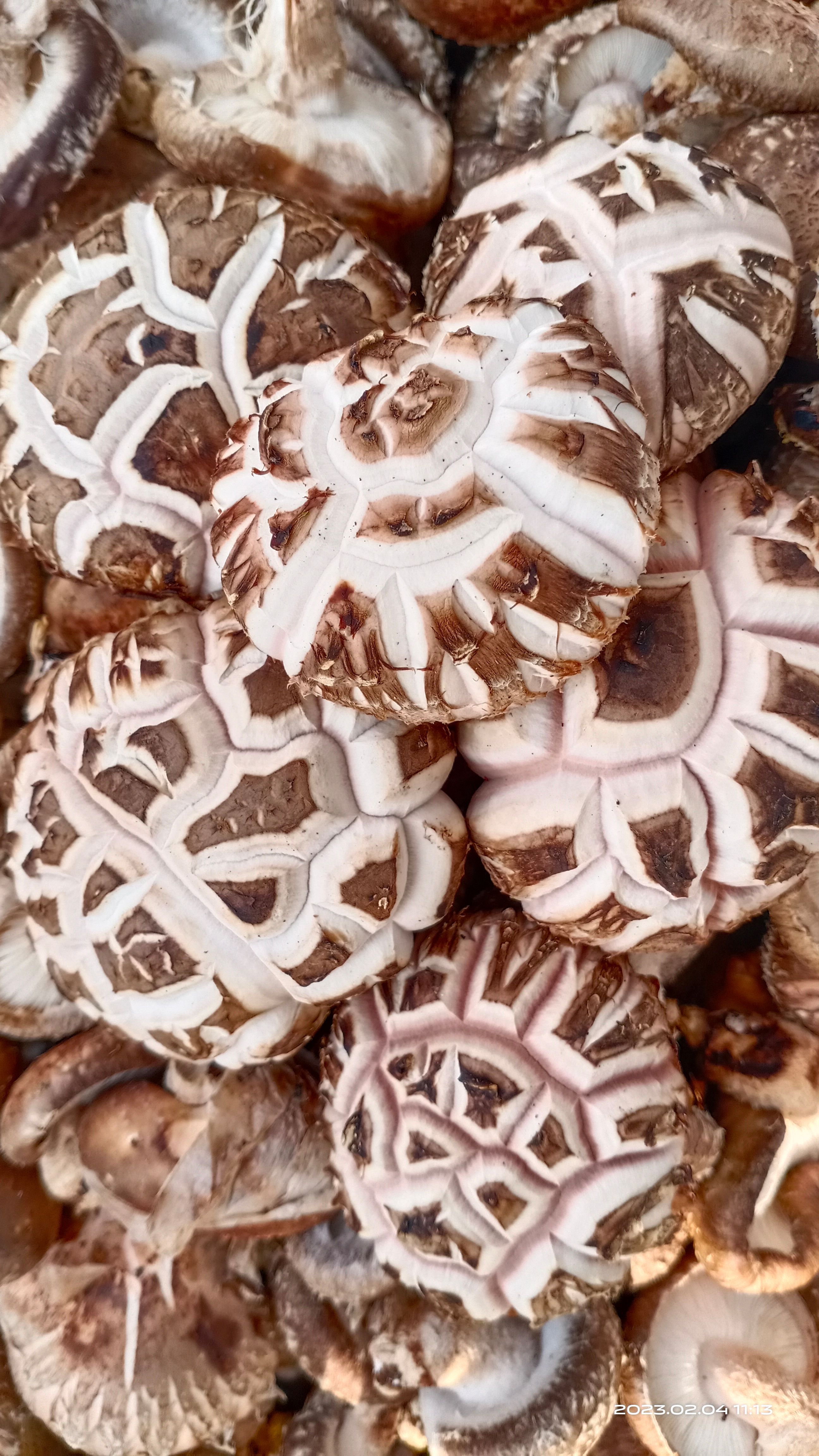 【精选剪脚花菇】干香菇花菇红茶花菇白花菇麻花肉厚香菇产地批发