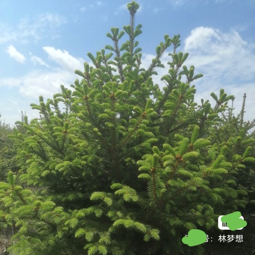 长春红皮云杉