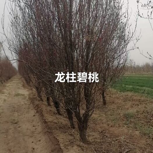 绛县龙柱碧桃，山西龙柱碧桃供应商