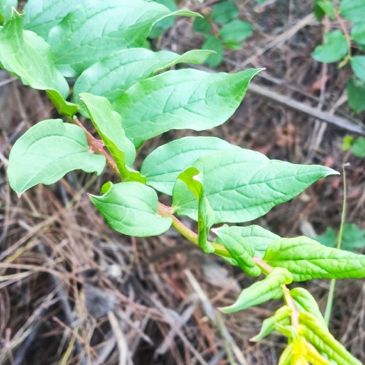石屏县马桑。中草药。泡澡