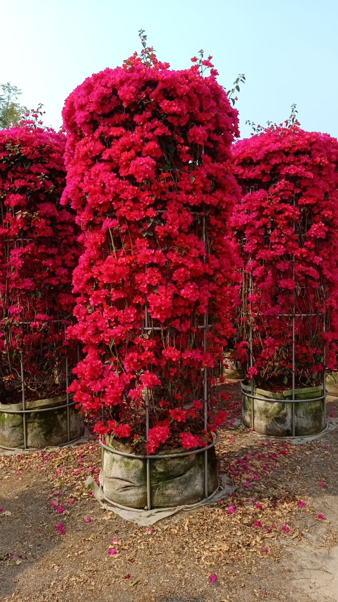 红花勒杜鹃 红花三角梅 宝巾花 叶子花