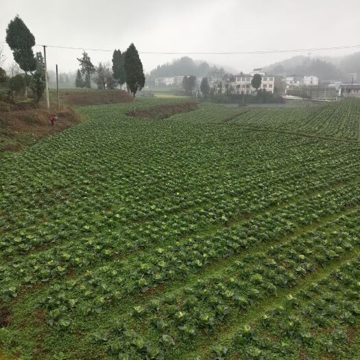 凤冈县牛心甘蓝