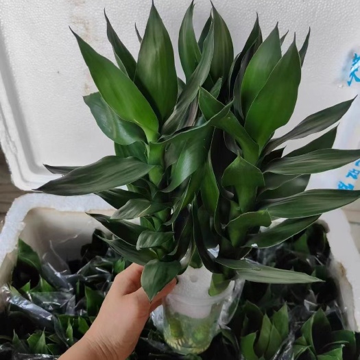 广州观音竹（荷花竹）湛江基地直销全国发货净化空气电商货一手货源