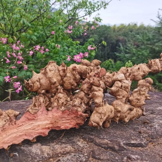 金刚头金刚藤 菝葜 拔契 金刚刺 泡酒料  包邮红肉煲汤