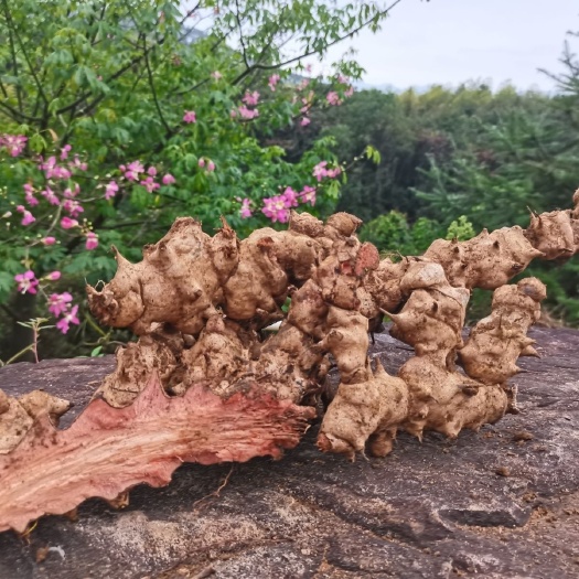 北流市金刚头金刚藤 菝葜 拔契 金刚刺 泡酒料  包邮红肉煲汤