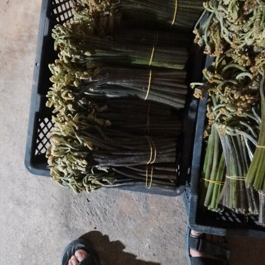 丘北县蕨菜