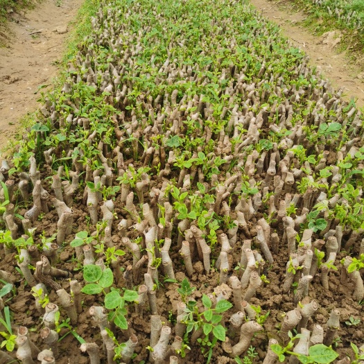 藤县葛苗种植季，葛苗出售
