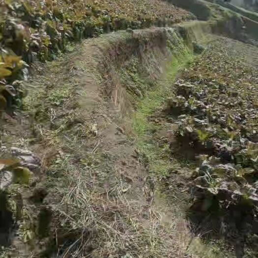 福泉市大量莴笋出售
