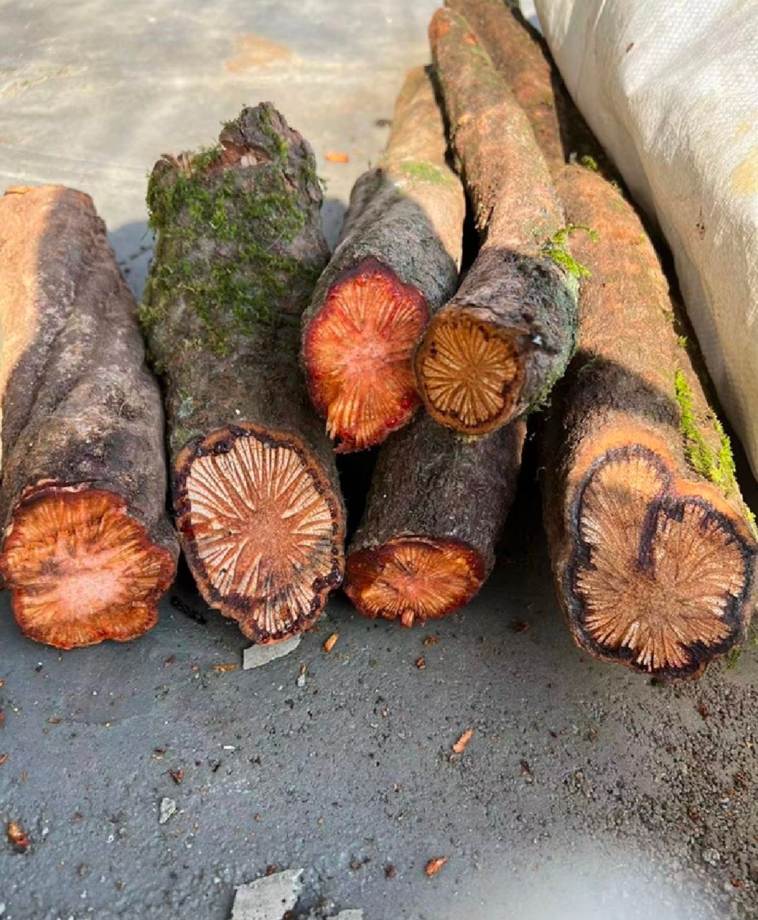 黑苦藤，药效好，，鲜货，大货批发，价格优惠