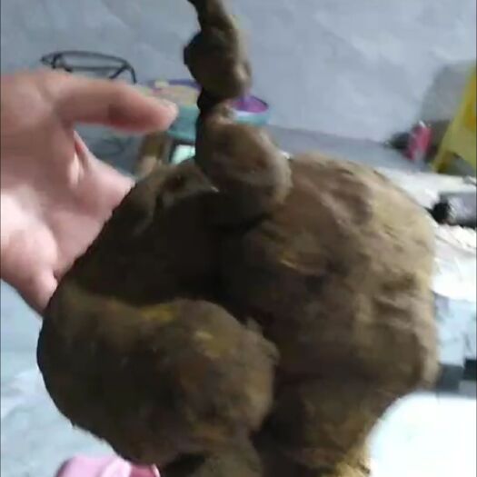 镇远县金果榄（）