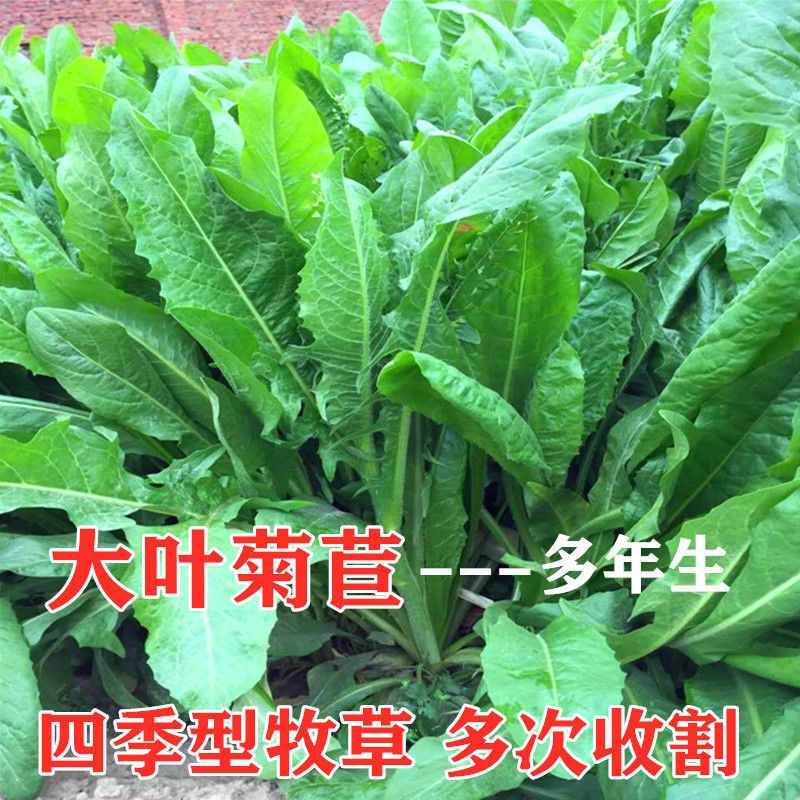 鑫鑫牧草