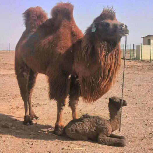 骆驼 成年活骆驼1只900至1100斤 内蒙古草原放养双峰驼