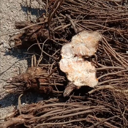 清原县北苍术朱砂点种苗，成活率高，品种纯，基地直发