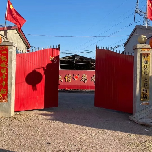 忻州西门塔尔牛