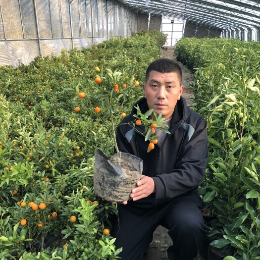 脆皮金桔