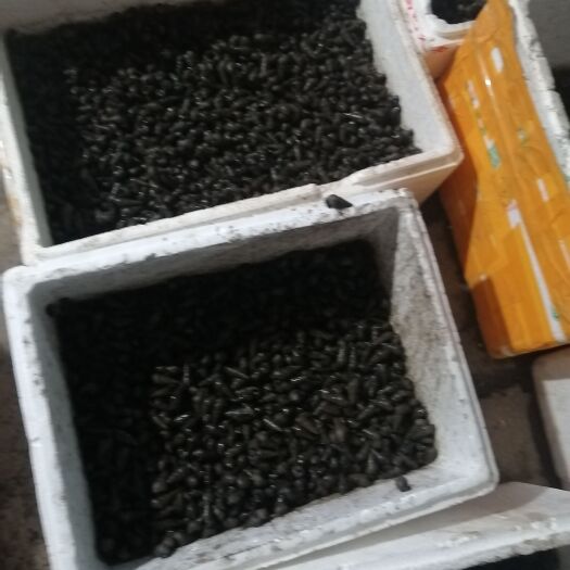 白沙县海南淡水山坑螺还有石头螺