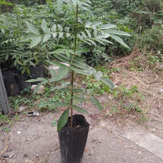 汉寿县胜利青花椒苗