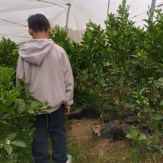 安远县赣南脐橙专业营养杯苗，只卖纽荷尔