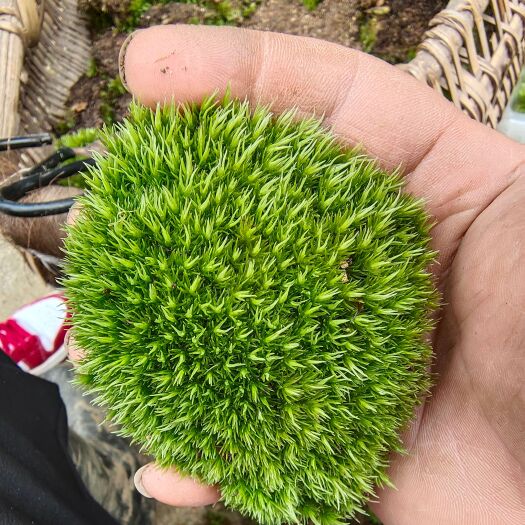 城固县永生苔藓原材料   微景观专用
