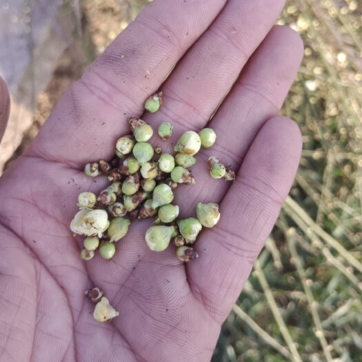 药用绿萼梅  绿鄂梅原生扦插小苗种植基地，现挖现卖。