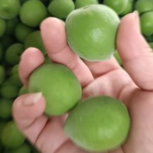 大青梅，优质手工采摘果