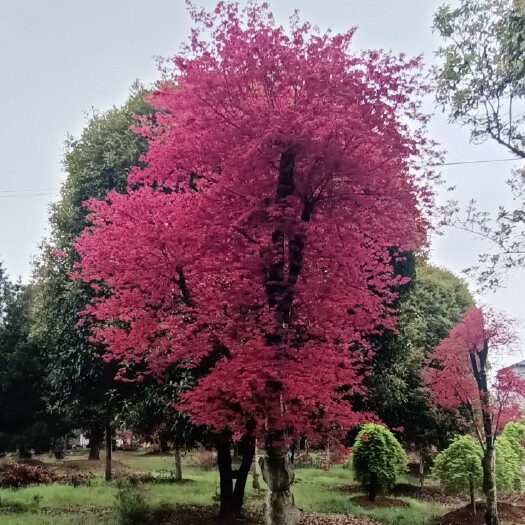 全州县红小袖骨架树